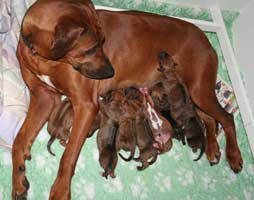 puppies new born